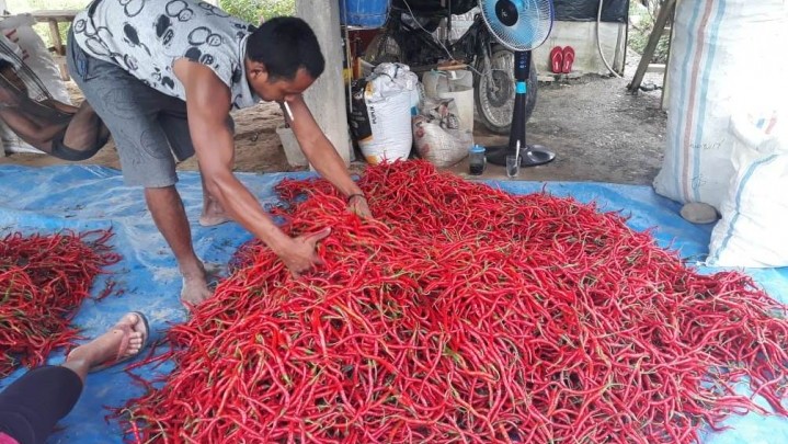 Bina Petani, Kades Aur Sati Beri Contoh Dengan Menjadi Petani