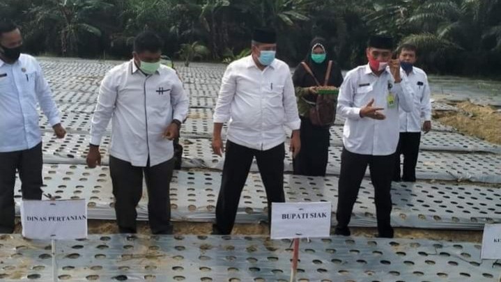 Sukses di Bidang Pertanian Holtikultura, Ini Resep Budi Selama Ini Sukses di Bidang Pertanian Holtikultura, Ini Resep Budi Selama Ini