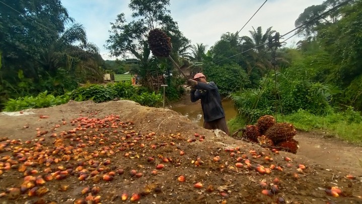 Harga Sawit Riau Kembali Naik Jadi Rp. 2.749,02/kg Harga Sawit Riau Kembali Naik Jadi Rp. 2.749,02/kg