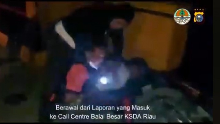 BBKSDA Riau Tangkap Pelaku Perdagangan  Harimau Sumatera di Kuansing BBKSDA Riau Tangkap Pelaku Perdagangan  Harimau Sumatera di Kuansing