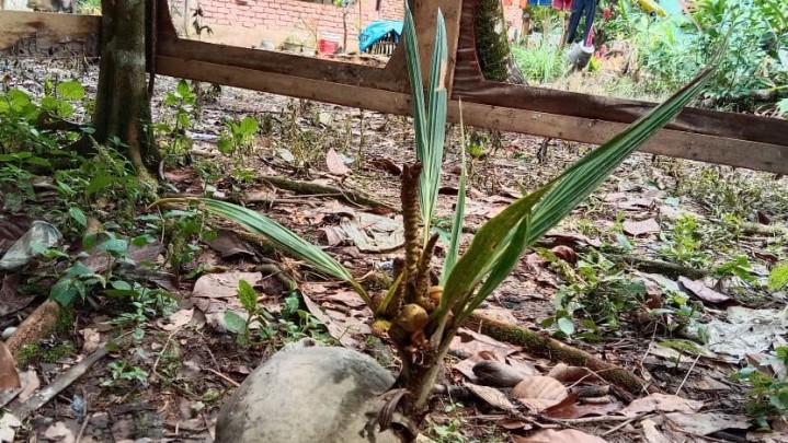Kelapa Tiga Bulan Bisa Berbuah di Kampar, Begini Tanggapan Ahli Genetika Tumbuhan