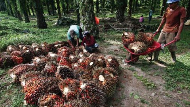 Kabar Baik Bagi Petani Sawit, Harga Jual akan Melejit
