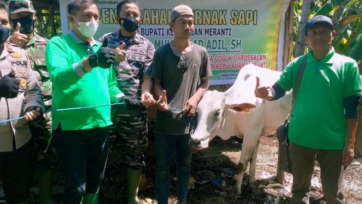 Bantu Peternak, Pemkab Meranti Salurkan 20 Ekor Sapi