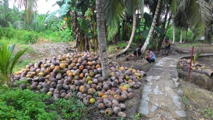 Secara Umum Harga Jual Komoditi Perkebunan di Riau Pekan Ini Turun