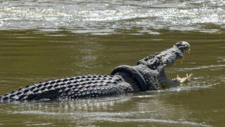 Akhirnya Buaya Berkalung Ban Sejak Tahun 2016 Berhasil Ditaklukkan Akhirnya Buaya Berkalung Ban Sejak Tahun 2016 Berhasil Ditaklukkan