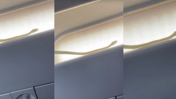 Gegara Seekor Ular, Air Asia Terpaksa Mendarat Darurat Gegara Seekor Ular, Air Asia Terpaksa Mendarat Darurat