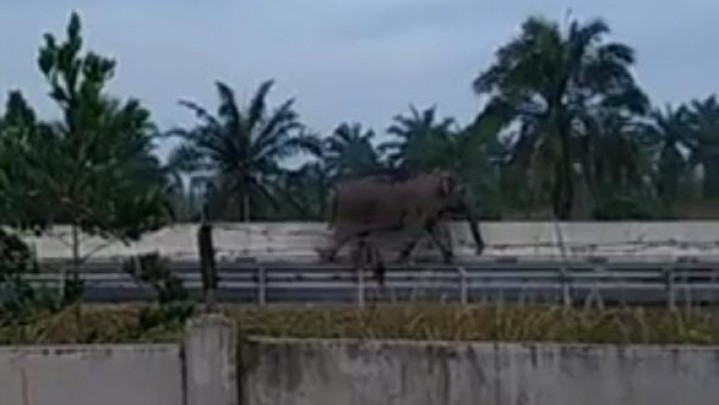 Gajah Masuk Tol Pekanbaru - Dumai, Berikut Penjelasan BBKSDA Gajah Masuk Tol Pekanbaru - Dumai, Berikut Penjelasan BBKSDA