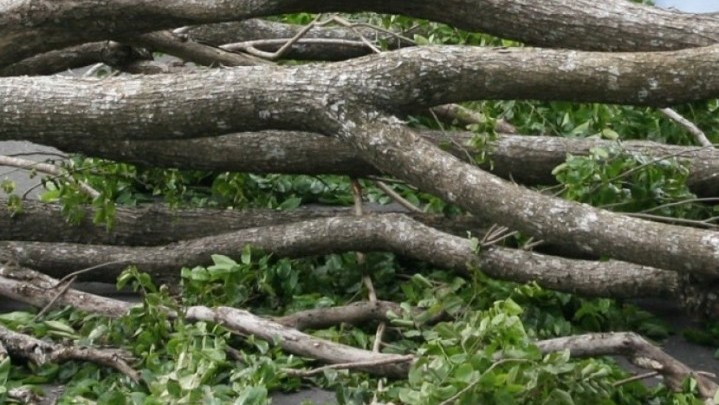 Pohon Tumbang, Seorang Perempuan Tewas Tertimpa Pohon Tumbang, Seorang Perempuan Tewas Tertimpa