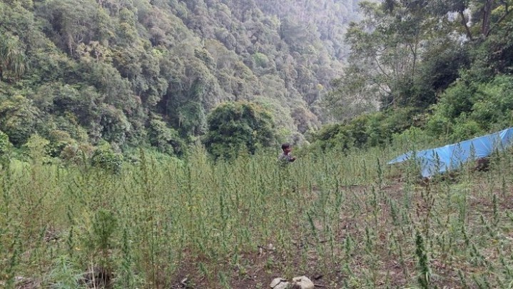 Ladang Ganja 2 Hektar Ditemukan Di Pegunungan Tor Sumut Ladang Ganja 2 Hektar Ditemukan Di Pegunungan Tor Sumut