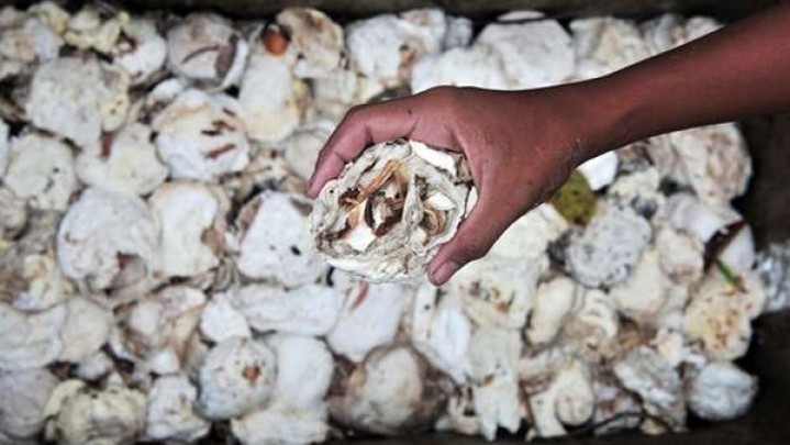 Seperti Ini Gambaran Harga Karet di Riau Pekan Ini Seperti Ini Gambaran Harga Karet di Riau Pekan Ini