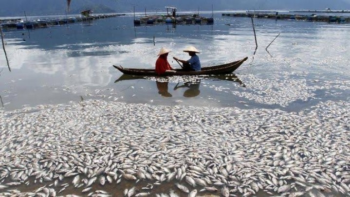 Kerugian Akibat Ikan Mati di Danau Maninjau Selama Februari Ini Capai Rp 2,5 Miliar Kerugian Akibat Ikan Mati di Danau Maninjau Selama Februari Ini Capai Rp 2,5 Miliar