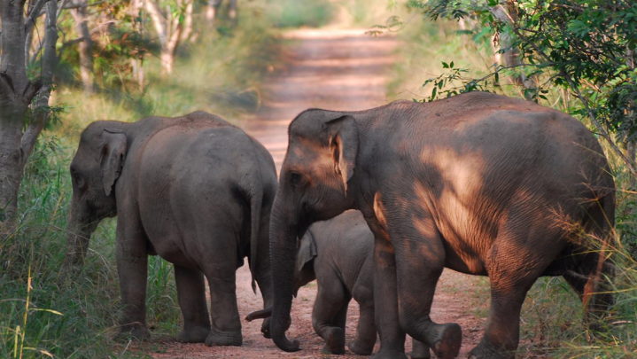 Jumlah Gajah Sumatera Bertambah di Suaka Margasatwa Padang Sugihan Jumlah Gajah Sumatera Bertambah di Suaka Margasatwa Padang Sugihan