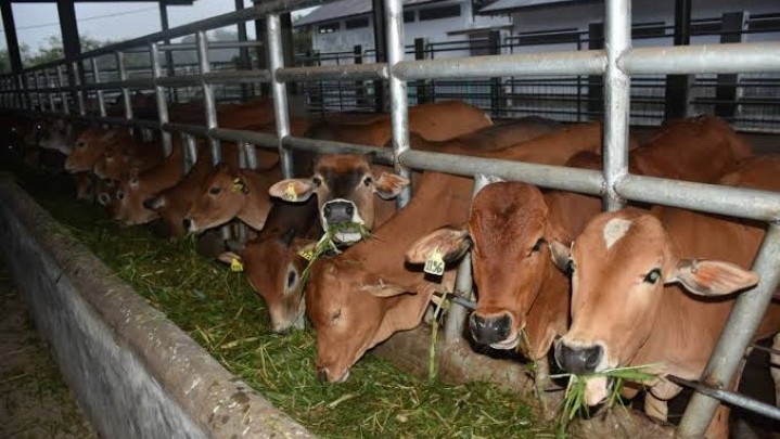 Sapi Pengadaan Pemprov Riau Bulan Maret Ini Akan Dikirim Sapi Pengadaan Pemprov Riau Bulan Maret Ini Akan Dikirim