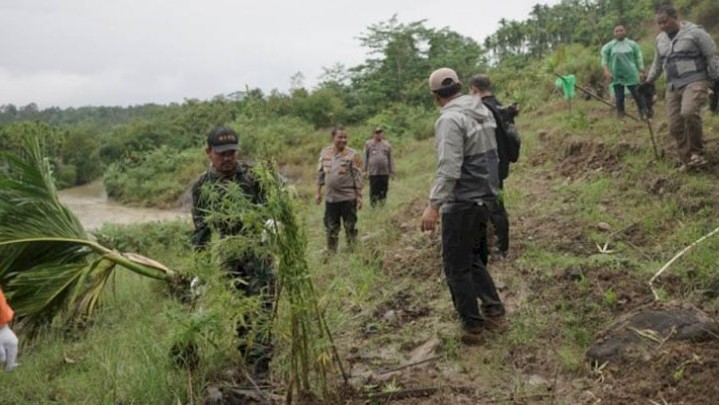 Ladang Ganja 6,26 Hektare Hasilkan 40,3 Ton Dimusnahkan Polisi Ladang Ganja 6,26 Hektare Hasilkan 40,3 Ton Dimusnahkan Polisi