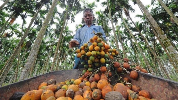 Harga Pinang di Riau Capai Rp 14.200 Per Kilogram