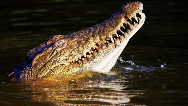 Buaya Ganas Serang Warga Mukomuko Buaya Ganas Serang Warga Mukomuko