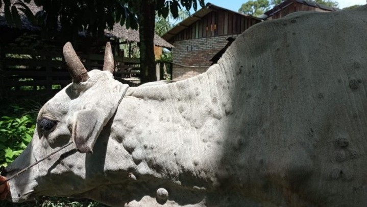Penyakit Lumpy Skin Disease Ditemukan Pada Sapi di Riau, Ini yang Akan Dilakukan Kementan RI