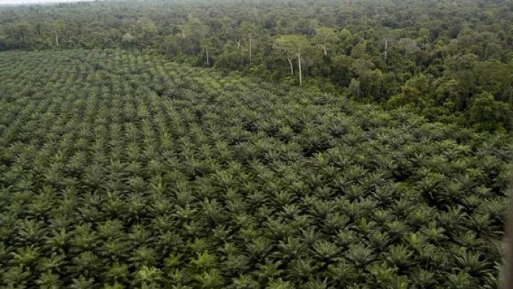 Validasi Lahan Perkebunan Kelapa Sawit di Riau Pemerintah Pusat Harusnya Libatkan Daerah Validasi Lahan Perkebunan Kelapa Sawit di Riau Pemerintah Pusat Harusnya Libatkan Daerah