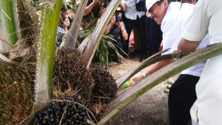 Validasi Kebun Sawit Ilegal di Riau Bulan Agustus Ini Diharapkan Tuntas