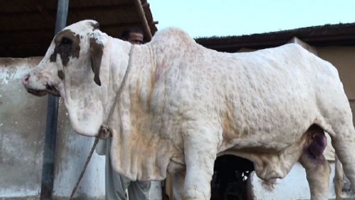 Guna Cegah Penyebaran Virus, 100 Ribu Sapi di Riau akan Divaksin