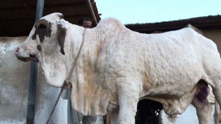 Sapi yang Terjangkit Virus LSD di Riau Diisolasi Sesuai Zonasi