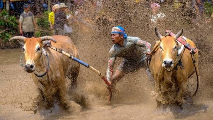 Dugaan Judi di Alek Pacu Jawi, Bupati Tanah Datar Menjawab Dugaan Judi di Alek Pacu Jawi, Bupati Tanah Datar Menjawab
