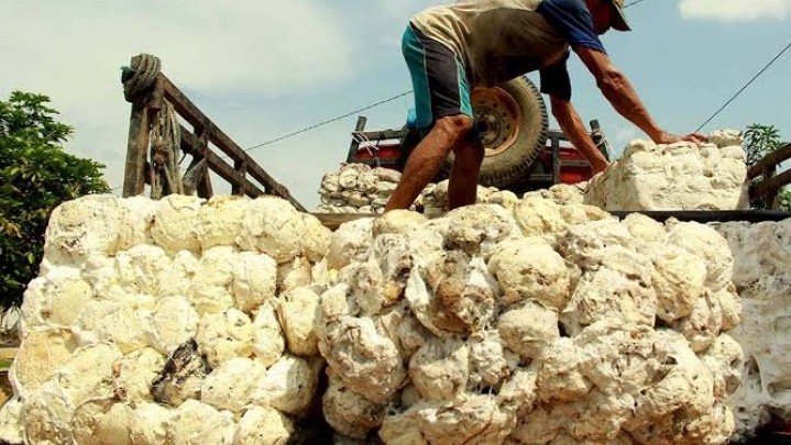 Pekan Ini Harga Karet di Rohil dan Rohul Naik Pekan Ini Harga Karet di Rohil dan Rohul Naik