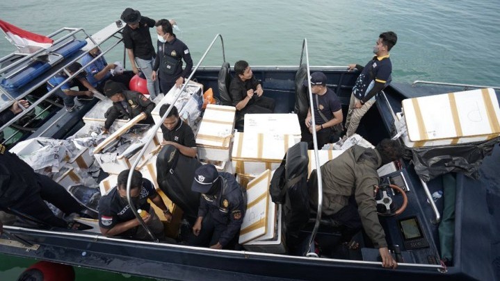 Di Perairan Batam, Penyelundupan 138 Ribu Benih Lobster Digagalkan Bea Cukai Di Perairan Batam, Penyelundupan 138 Ribu Benih Lobster Digagalkan Bea Cukai