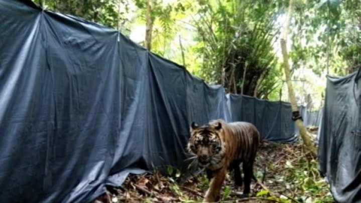 Lanustika, Harimau Betina yang Menewaskan Warga Siak Dikembalikan ke Habitatnya