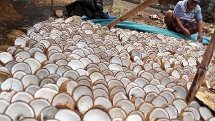 Sepekan ke Depan Harga Kopra di Inhil Turun Sepekan ke Depan Harga Kopra di Inhil Turun