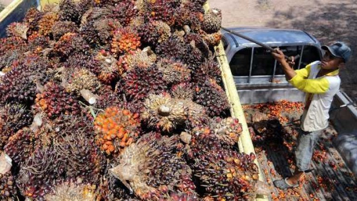 Kabar Baik Bagi Petani Sawit di Riau, Harga Jual Naik Kabar Baik Bagi Petani Sawit di Riau, Harga Jual Naik