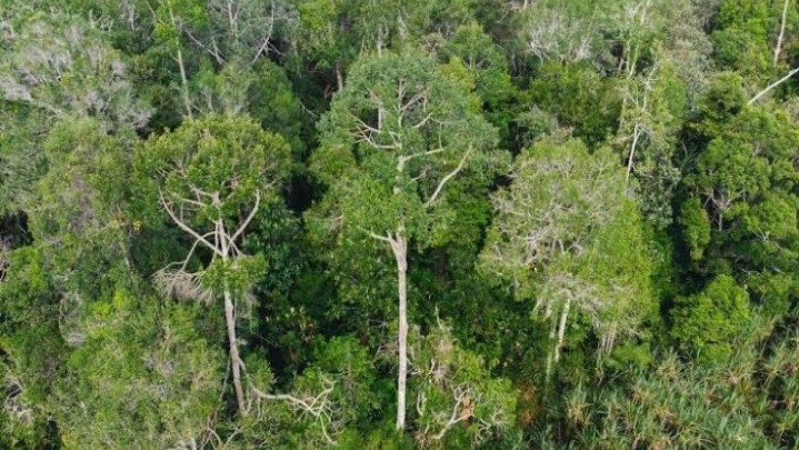 Perizinan Berusaha Pemanfaatan Hutan Akan Didapatkan BUMD di Riau Perizinan Berusaha Pemanfaatan Hutan Akan Didapatkan BUMD di Riau