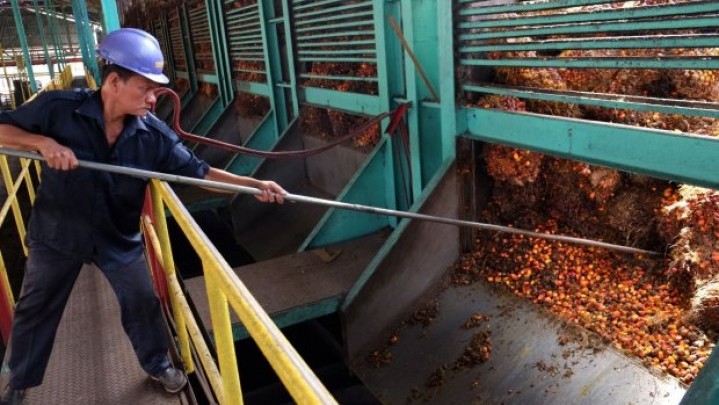 Seperti Ini Gambaran Kenaikan Harga Minyak Sawit Mentah Seperti Ini Gambaran Kenaikan Harga Minyak Sawit Mentah
