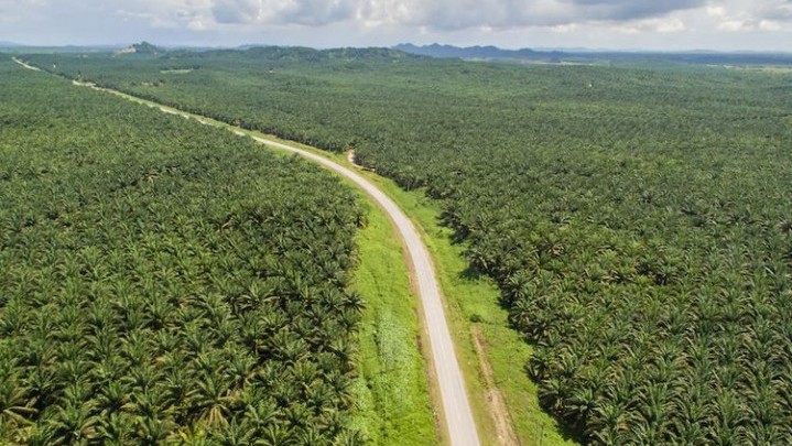 Berikut Daerah dengan Lahan Sawit Terluas di Sumbar
