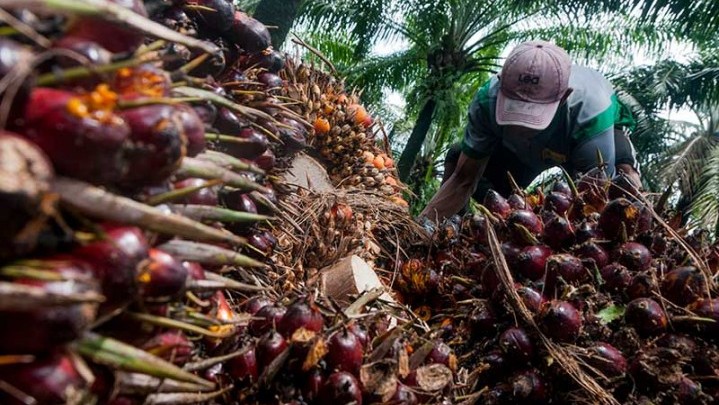 Berikut Keterangan Disbun Riau Penyebab Turunnya Harga Sawit Berikut Keterangan Disbun Riau Penyebab Turunnya Harga Sawit
