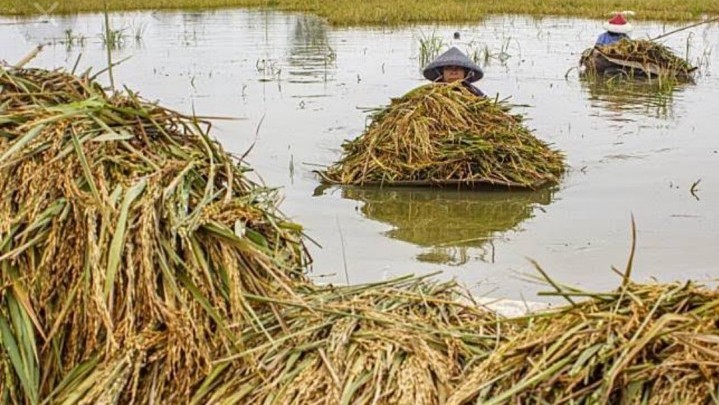 Padi Warga Hanyut Akibat Sungai Lintaubuo Meluap