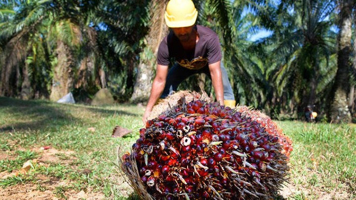 Pabrik Berani Beli Sawit Di Bawah Harga, Sanksi Menanti