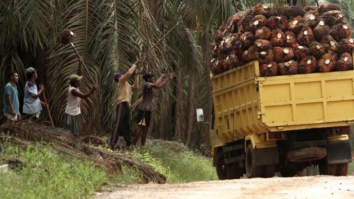 Harga Sawit di Riau Naik Hingga 10 Mei Mendatang Harga Sawit di Riau Naik Hingga 10 Mei Mendatang