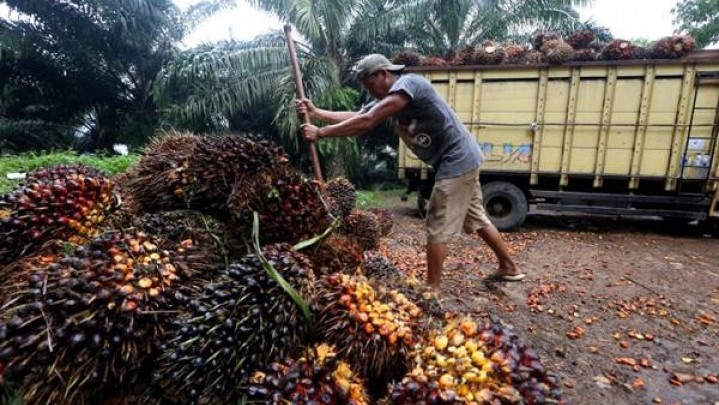 Harga Jual CPO Penyebab Naiknya Harga Sawit di Riau