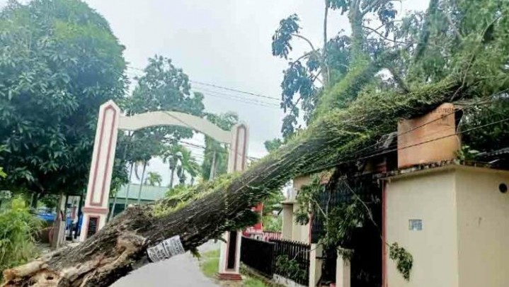 Akibat Angin Kencang, Belasan Pohon Tumbang di Kota Padang