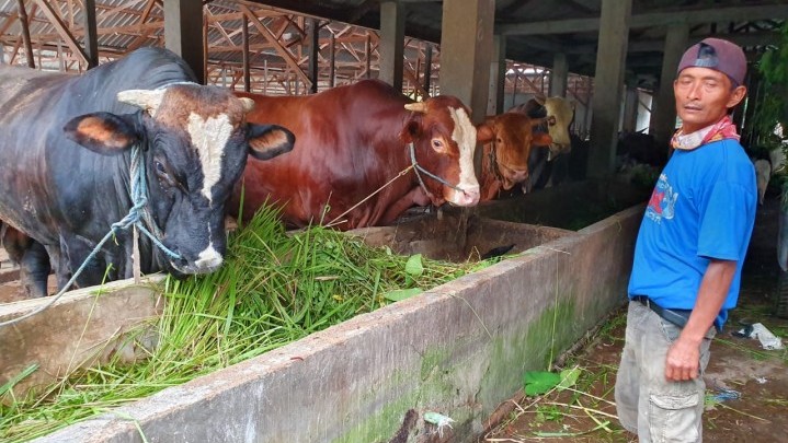 Kepala Disnakeswan: Belum Ada Kasus Sapi Terjangkit PMK di Riau