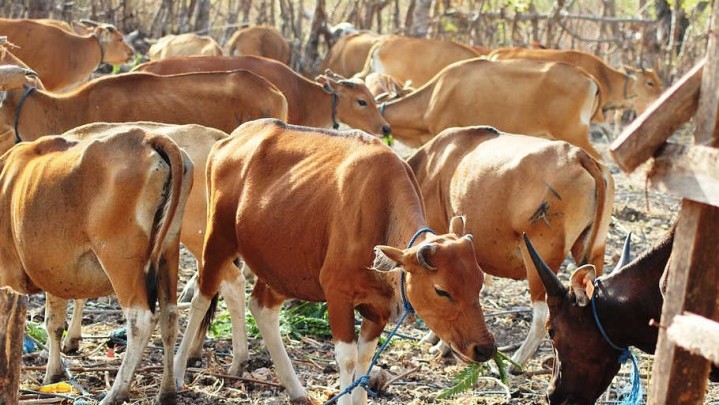 Bantuan Ternak Sapi di Riau Ditunda, PMK Penyebabnya Bantuan Ternak Sapi di Riau Ditunda, PMK Penyebabnya
