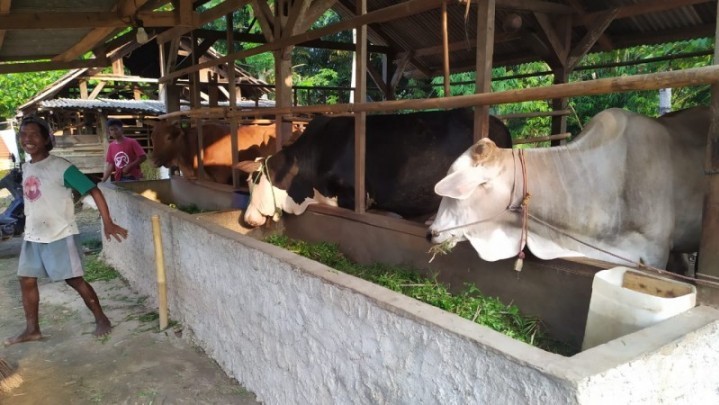 Pemprov Sumbar Larang Jual Beli Ternak dari Wilayah Wabah PMK