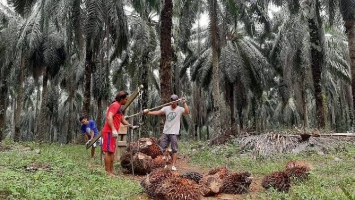 Petani Sawit di Tambang Kampar Menangis, Harga Jual Hanya Rp 1.200 per Kilogram Petani Sawit di Tambang Kampar Menangis, Harga Jual Hanya Rp 1.200 per Kilogram