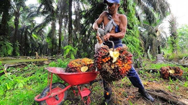 Harga Sawit di Riau Naik, Rp 3.118 per Kilogram Harga Sawit di Riau Naik, Rp 3.118 per Kilogram