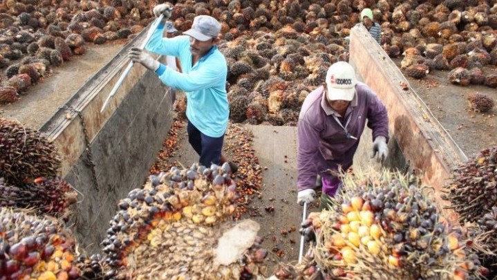 Sawit Petani Kuansing Tidak Diterima PKS Sawit Petani Kuansing Tidak Diterima PKS