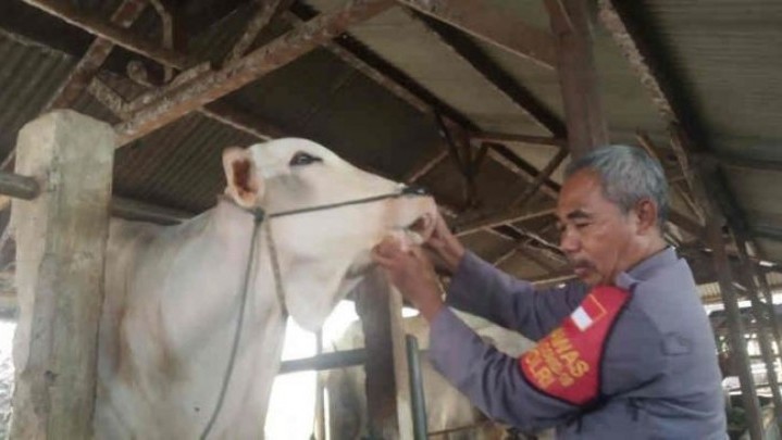 Kapolsek 'Nyambi' Jadi Peternak Sapi Sukses Kapolsek 'Nyambi' Jadi Peternak Sapi Sukses