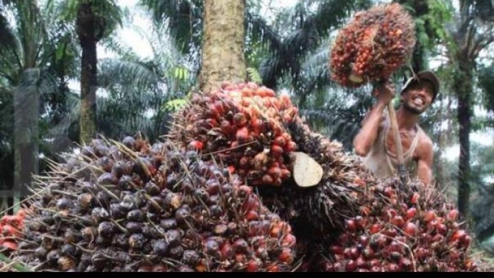Sepekan ke Depan, Ini Daftar Lengkap Harga Sawit di Riau