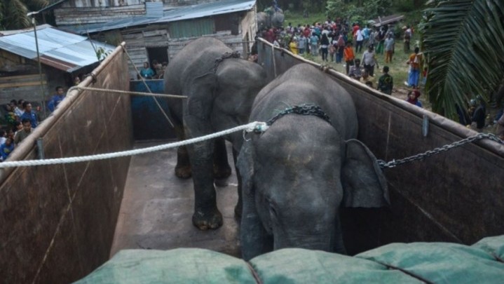 Translokasi Dua Gajah Sumatera dari Riau ke Jambi, Ini Alasannya