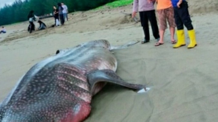 Dalam Keadaan Mati, Hiu Macan Tutul Ditemukan di Pantai Kincir Salido Pesisir Selatan